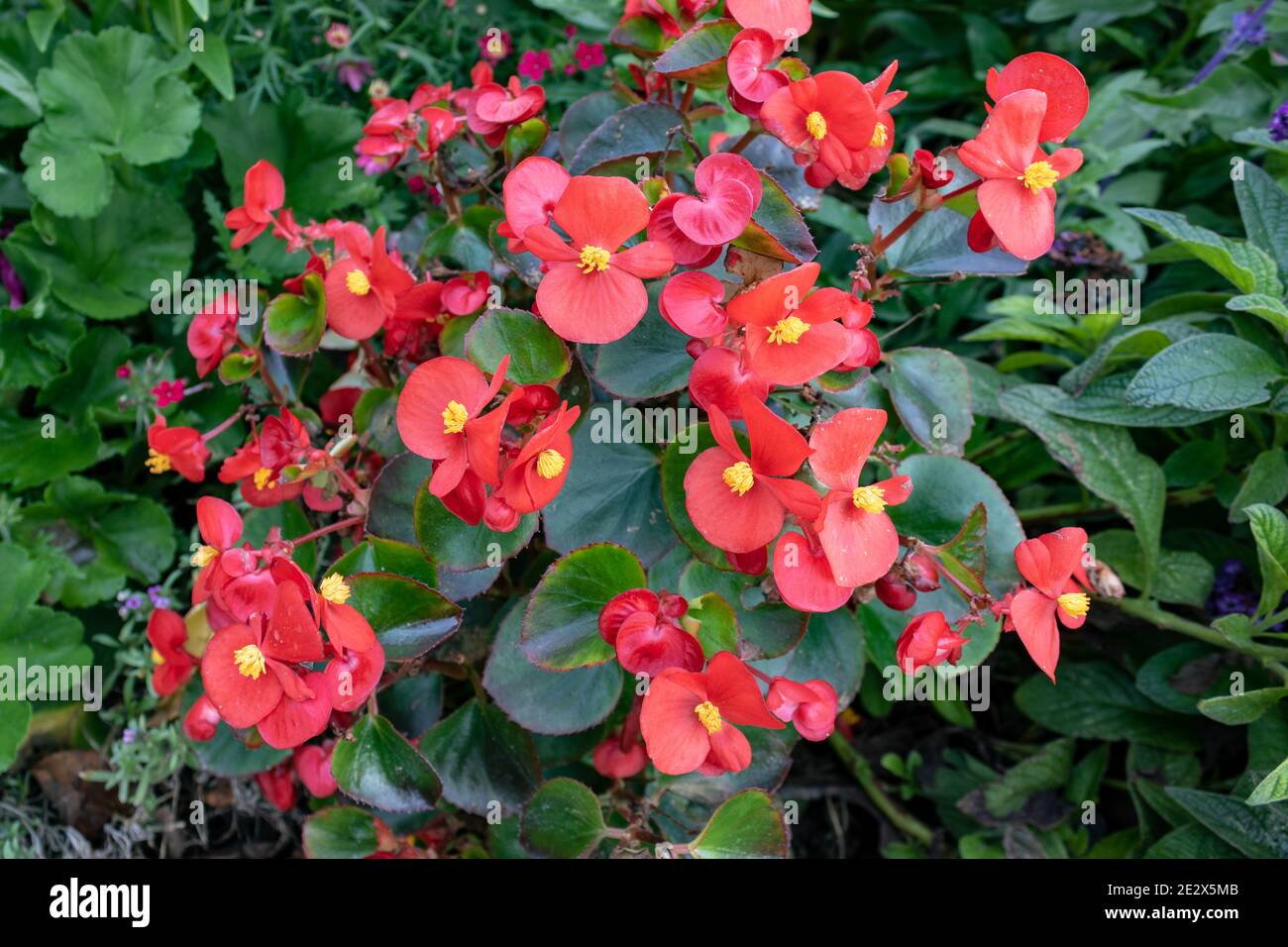 Red Begonia cucullata également connu sous le nom de begonia clubed ou begonia cire, gros plan et grand angle de la vue de plantes ornementales dans le jardin allemand Banque D'Images