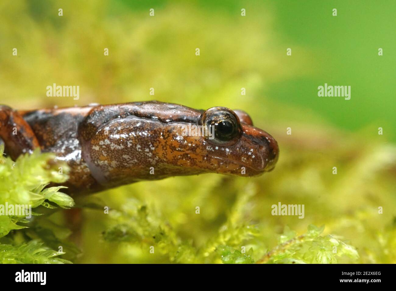 Gros plan de la salamandre rouge de l'Ouest, véhicule Plethodon Banque D'Images