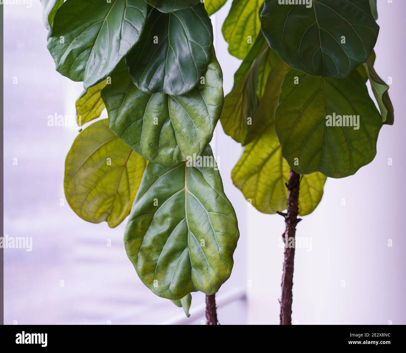 Les grandes et belles feuilles vertes de l'arbre de figue à feuilles de violon populaire. Banque D'Images