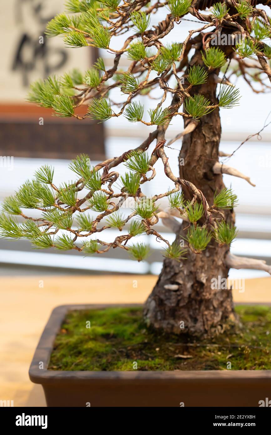 Gros plan Bonsai. Plante miniature de pin à petite fleur ou de pin blanc japonais dans un pot de fleurs sur un fond flou de caractères japonais Banque D'Images
