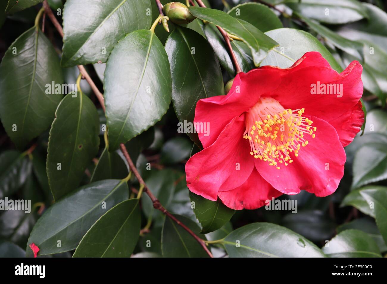 Camellia sasanqua ‘Crimson King’ Sasanqua Crimson King – fleur simple rouge rose avec étamines saillantes, janvier, Angleterre, Royaume-Uni Banque D'Images