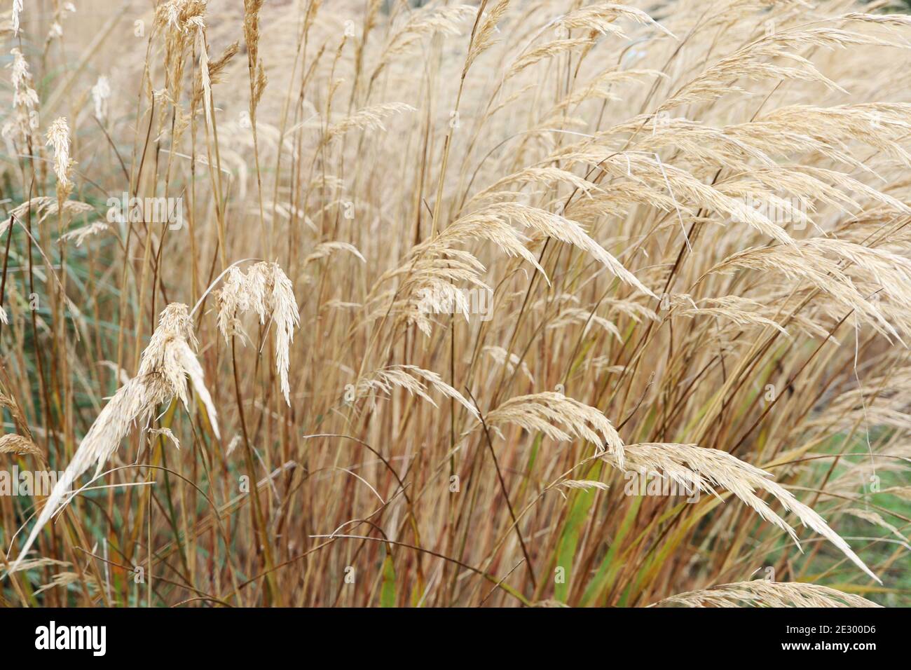 Stipa calamagrostis Banque D'Images