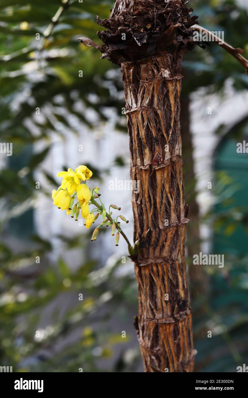 Mahonia bealei trunk Leatherleaf mahonia – écorce craggie avec grappe de petites fleurs jaunes en forme de cloche, janvier, Angleterre, Royaume-Uni Banque D'Images