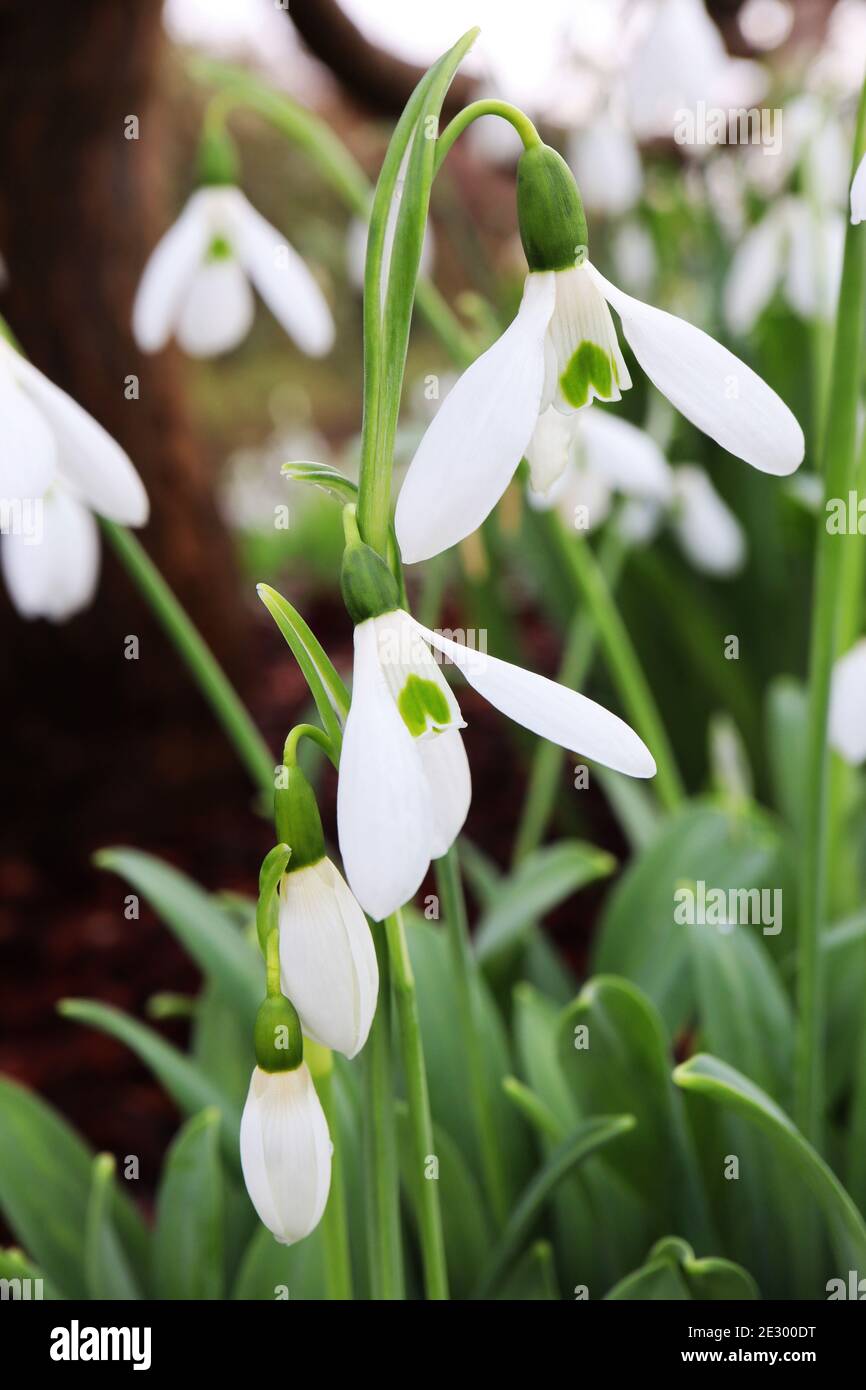 Galanthus nivalis Snowdrops – fleurs blanches en forme de cloche avec une marque verte à l'envers, janvier, Angleterre, Royaume-Uni Banque D'Images