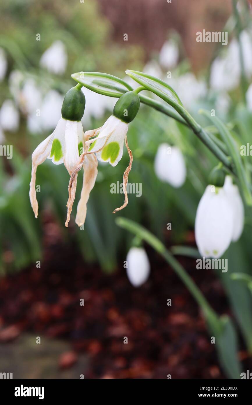 Galanthus nivalis Snowdrops – fleurs blanches en forme de cloche avec une marque verte à l'envers, janvier, Angleterre, Royaume-Uni Banque D'Images
