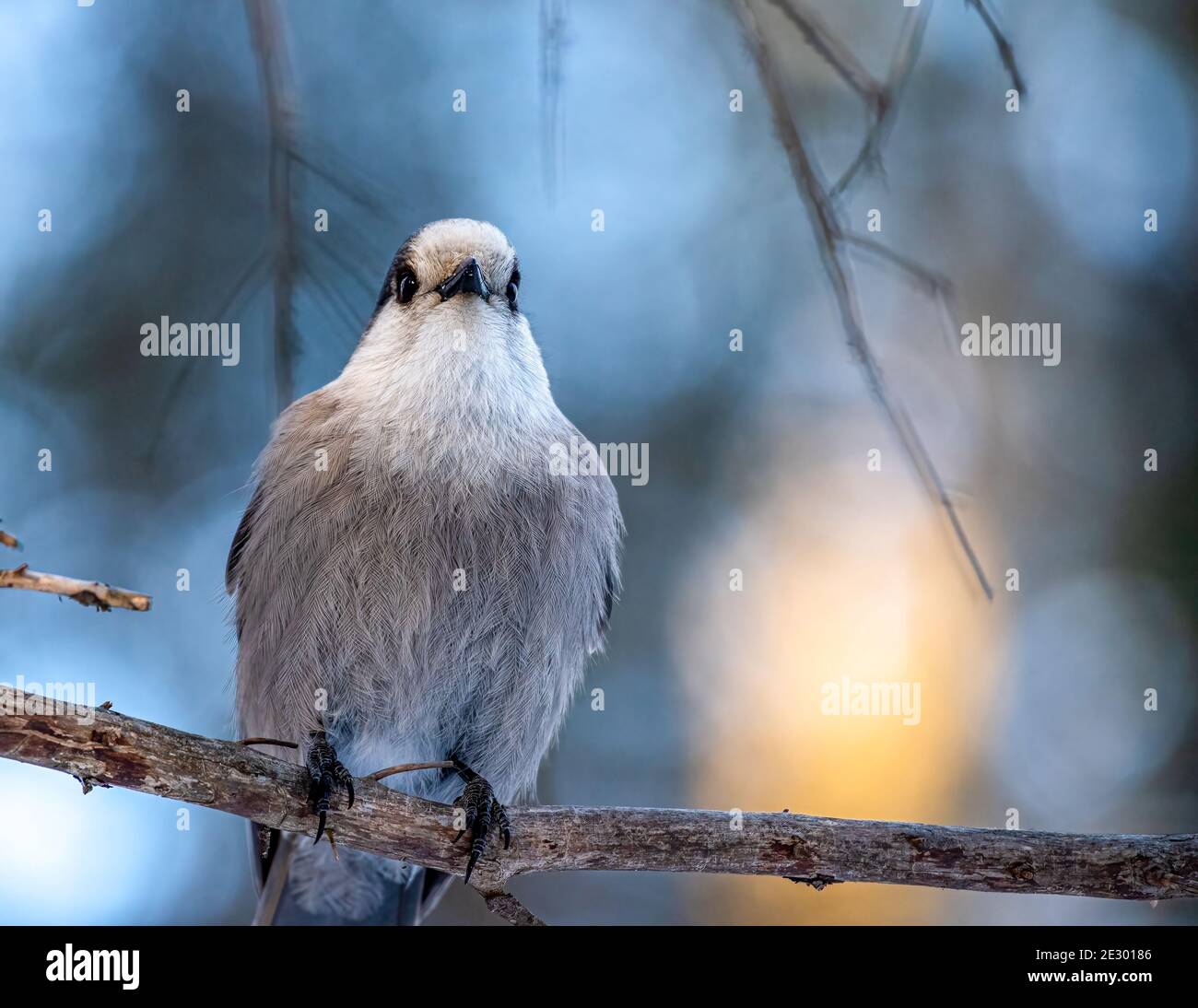 Canada jay (Perisoreus canadensis) perché sur une branche, en forêt Banque D'Images