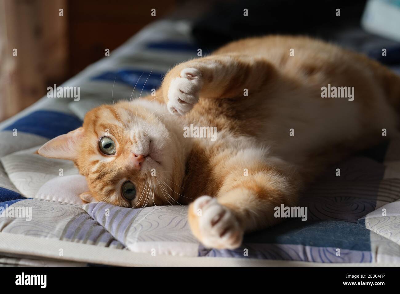 gros plan sur un chat tabby joueur allongé sur un matelas, regardant l'appareil photo et la patte d'étirement Banque D'Images