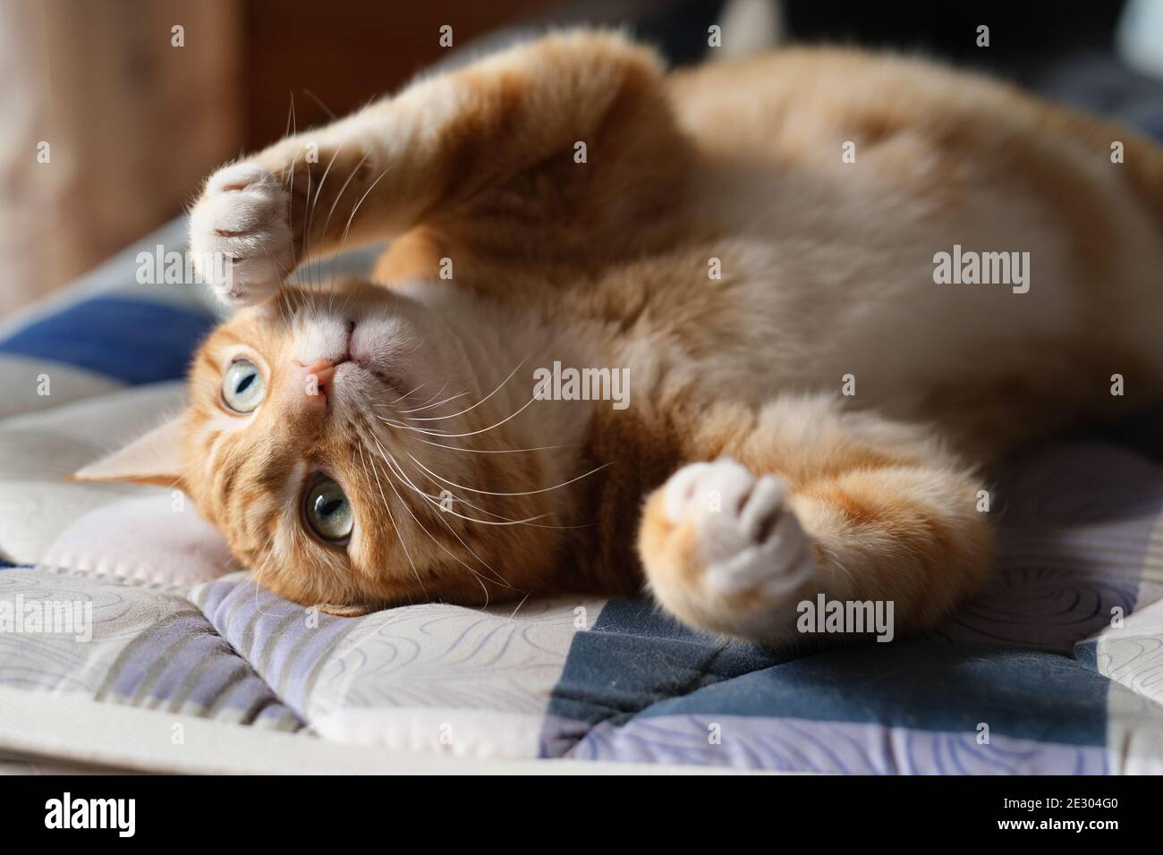 gros plan sur un chat en tabby amusant qui se roule sur le matelas sous le matelas lumière du soleil Banque D'Images