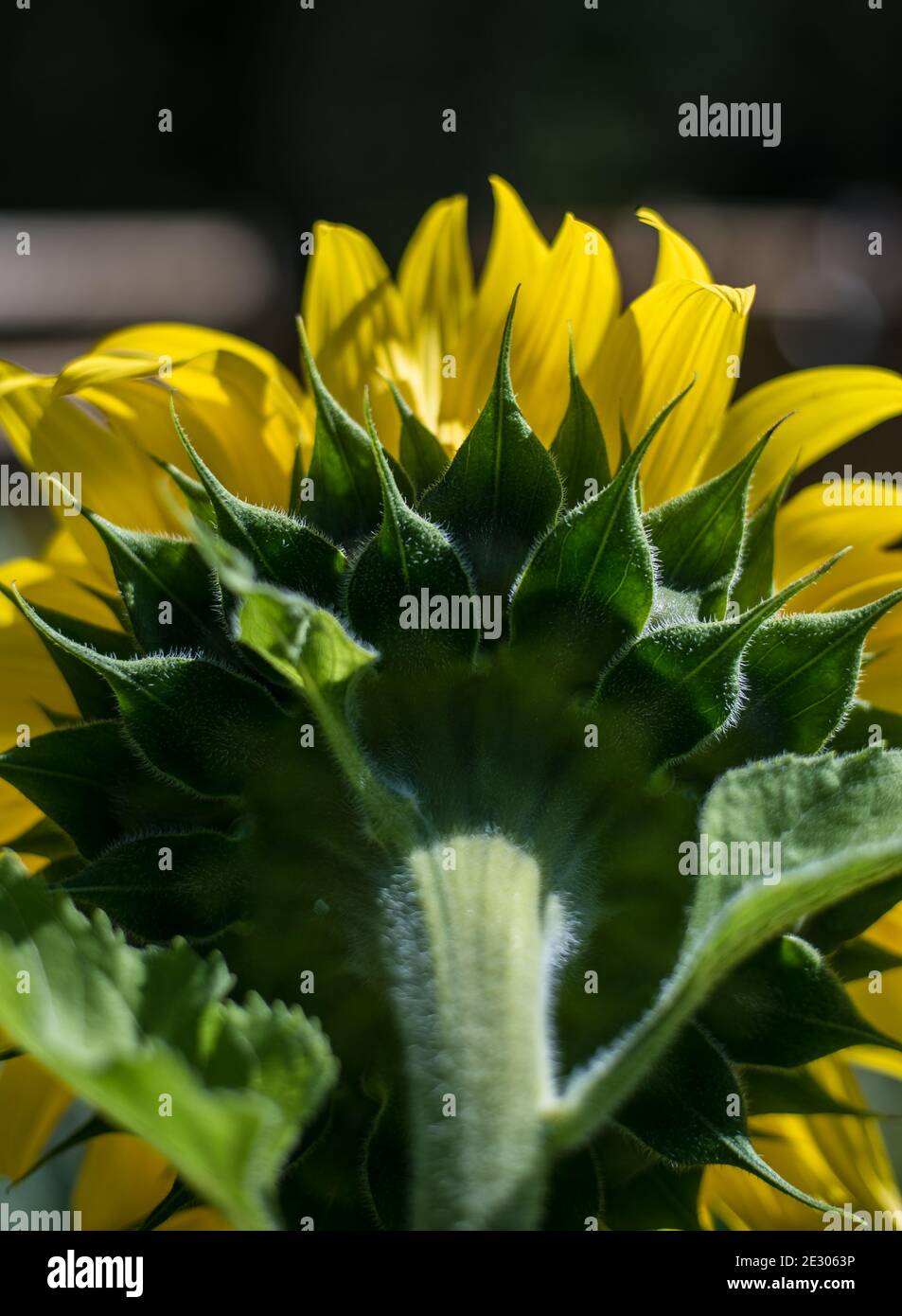 Gros plan couleur de tournesol Banque D'Images