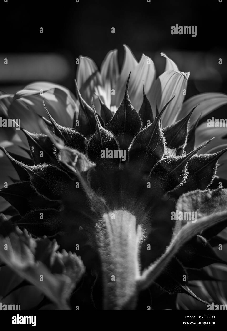 Gros plan noir et blanc photo d'un tournesol Banque D'Images Gros plan noir et blanc photo d'un tournesol Banque D'Images