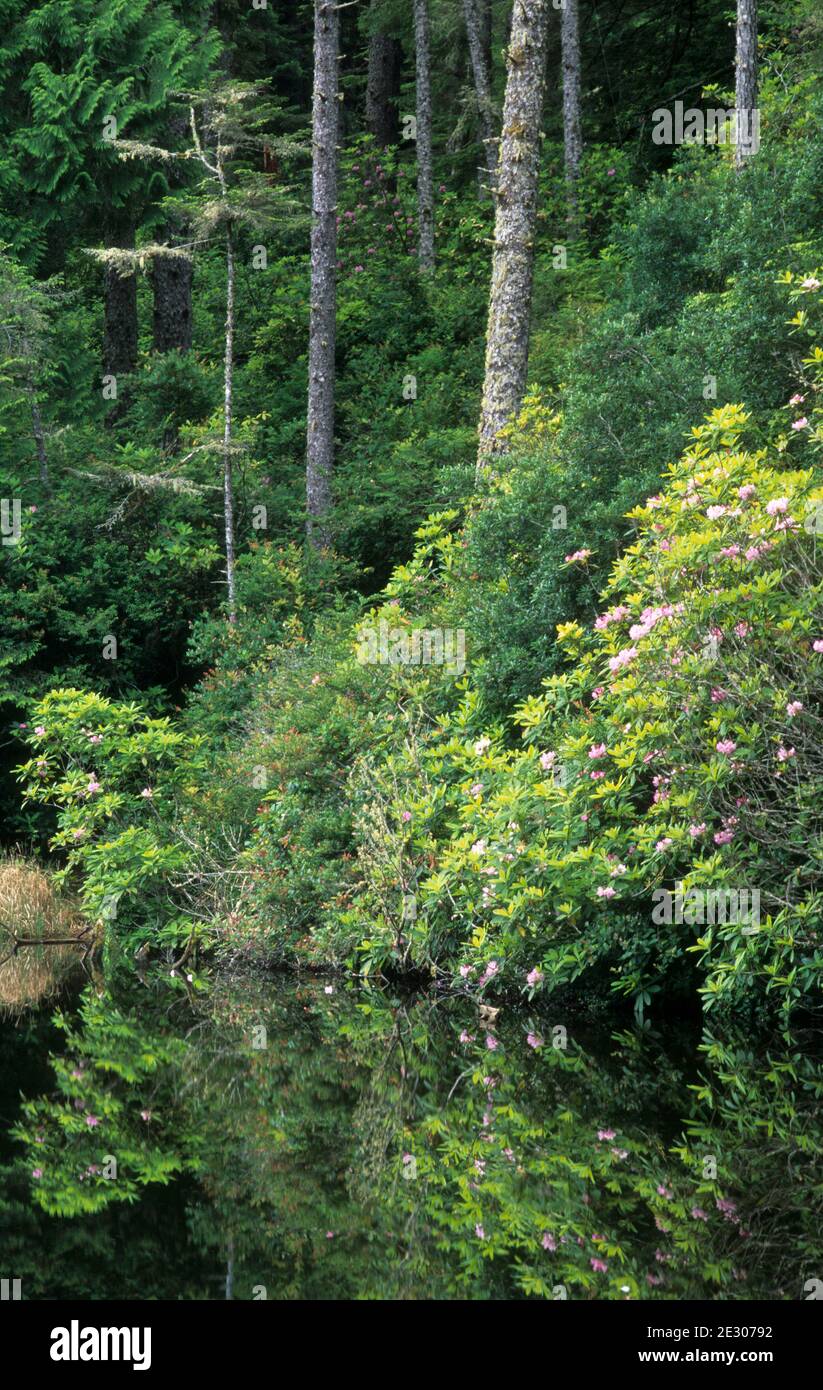 Lac Marie avec le rhododendron du Pacifique (Rhododendron macrophyllum), parc national du phare de la rivière Umpqua, Oregon Banque D'Images