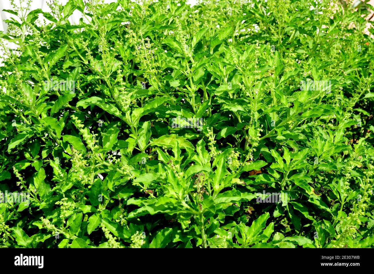 Basilic, basilic thaï, arbre de basilic doux (Ocimum sanctum) dans le jardin Banque D'Images