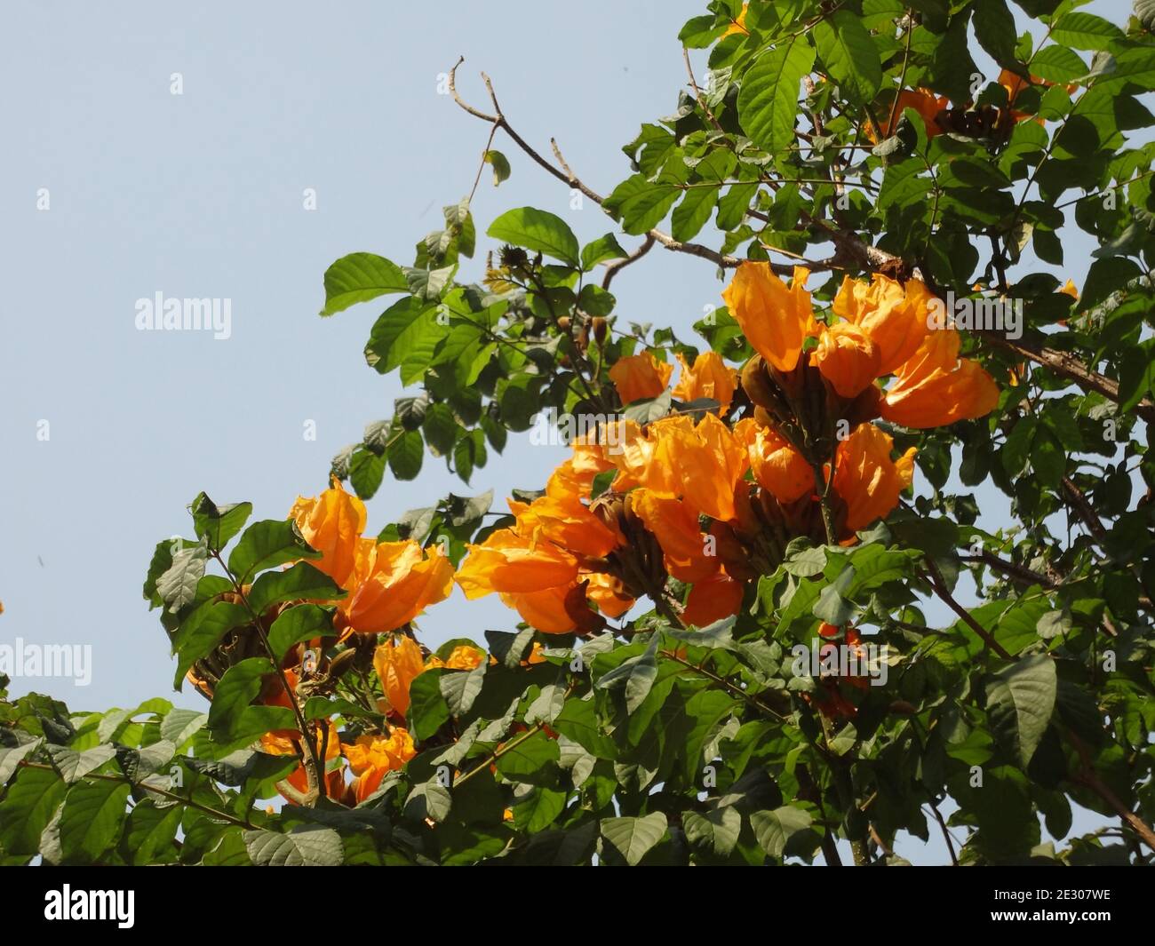 L'arbre de tulipe africain, l'arbre de fontaine de cloche de feu ou Spathodea Campanulata P. Beauv. Banque D'Images