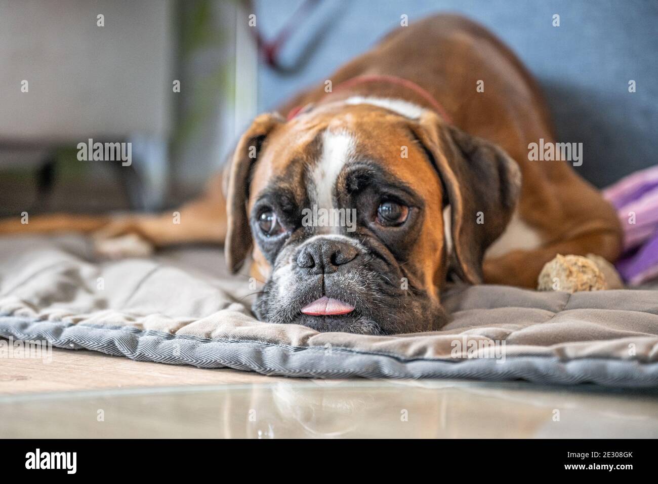 Chien Boxer Chiot Age De 6 Mois Photo Stock Alamy Chien Boxer Chiot Age De 6 Mois Photo Stock Alamy