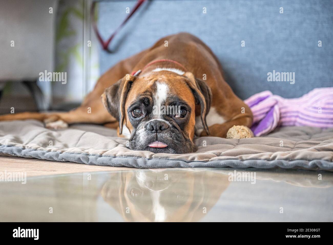 Chien Boxer Chiot Age De 6 Mois Photo Stock Alamy Chien Boxer Chiot Age De 6 Mois Photo Stock Alamy