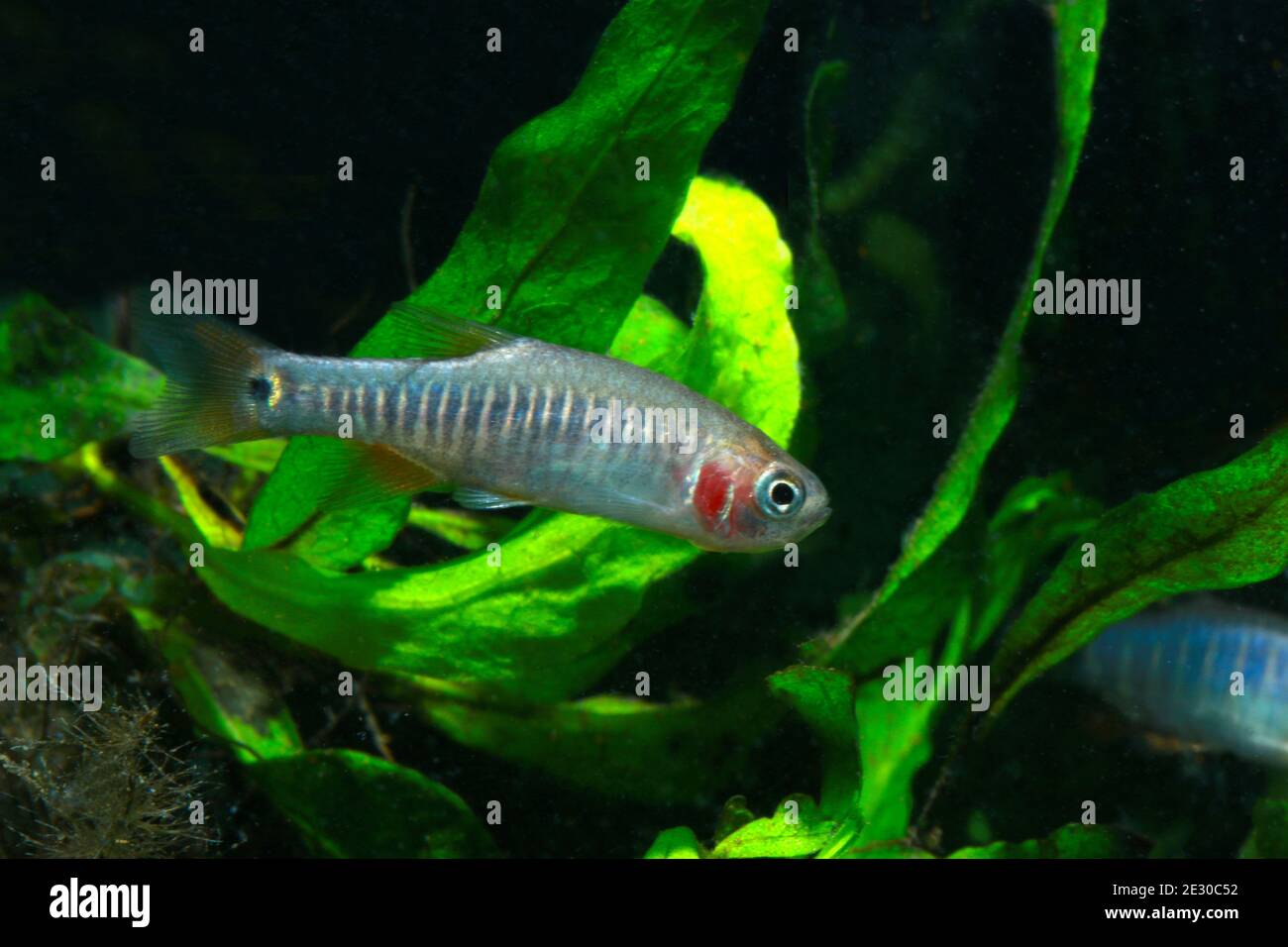 Microrasbora erythromicron ou Danio erythromicron Banque D'Images
