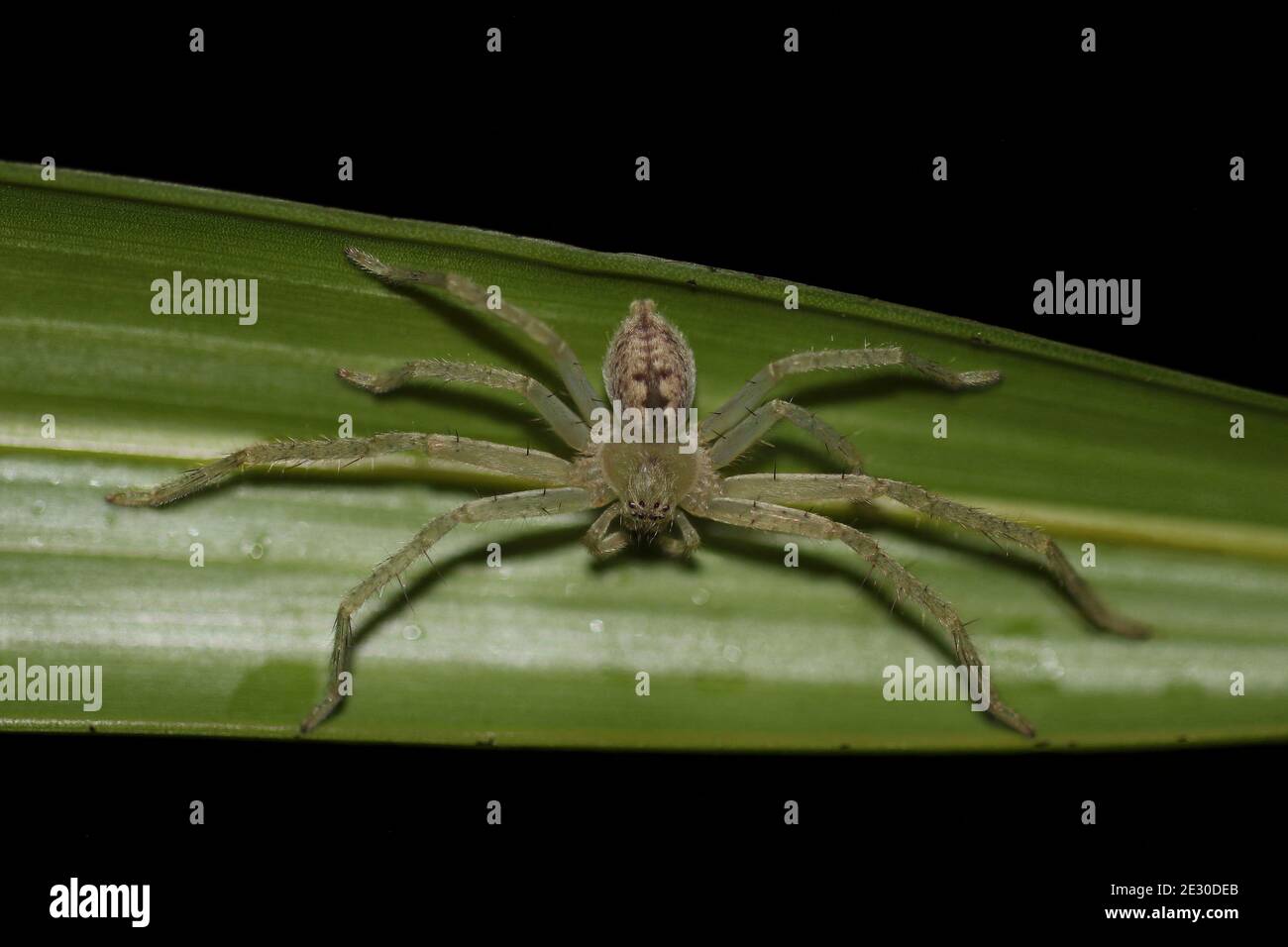 Araignée de crabe vert Olios milleti la nuit, Sasan GIR, Gujarat, Inde Banque D'Images