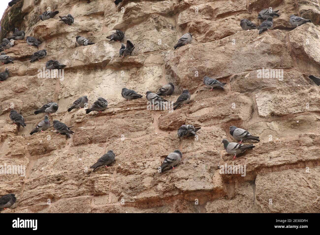 Image fixe d'un troupeau de pigeons debout sur le côté de la base de la colonne de Constantine à Istanbul, Turquie, en image à faible contraste. Banque D'Images