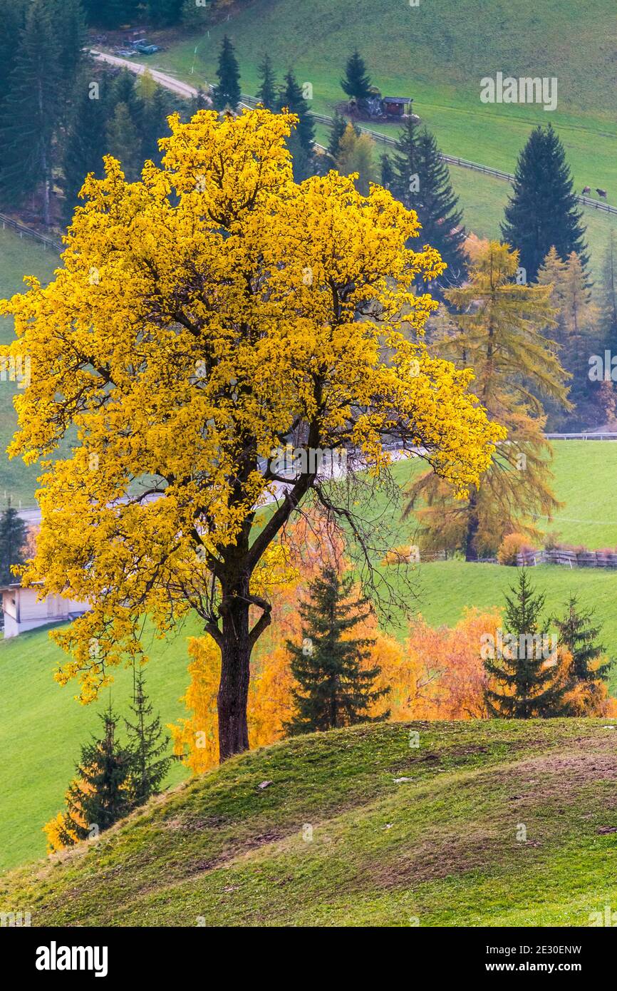 Vue sur un arbre pendant le feuillage automnal dans la vallée de Funes. Vallée de Funes, Alpes des Dolomites, Trentin-Haut-Adige, Italie. Banque D'Images