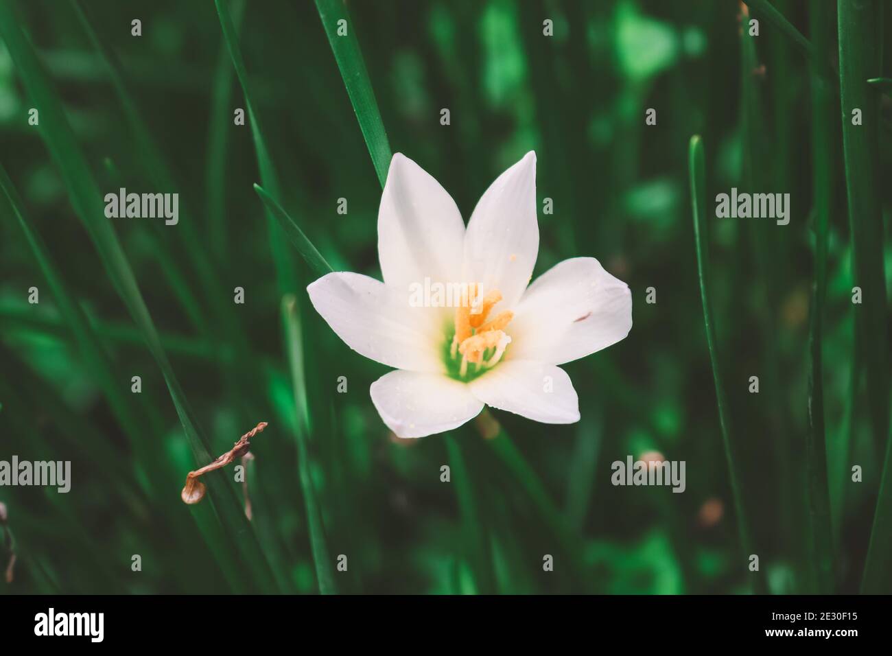 Zephyranthes Lily, White Rain Lily est un agénus de plantes tempérées et tropicales de la famille Amaryllis. Banque D'Images