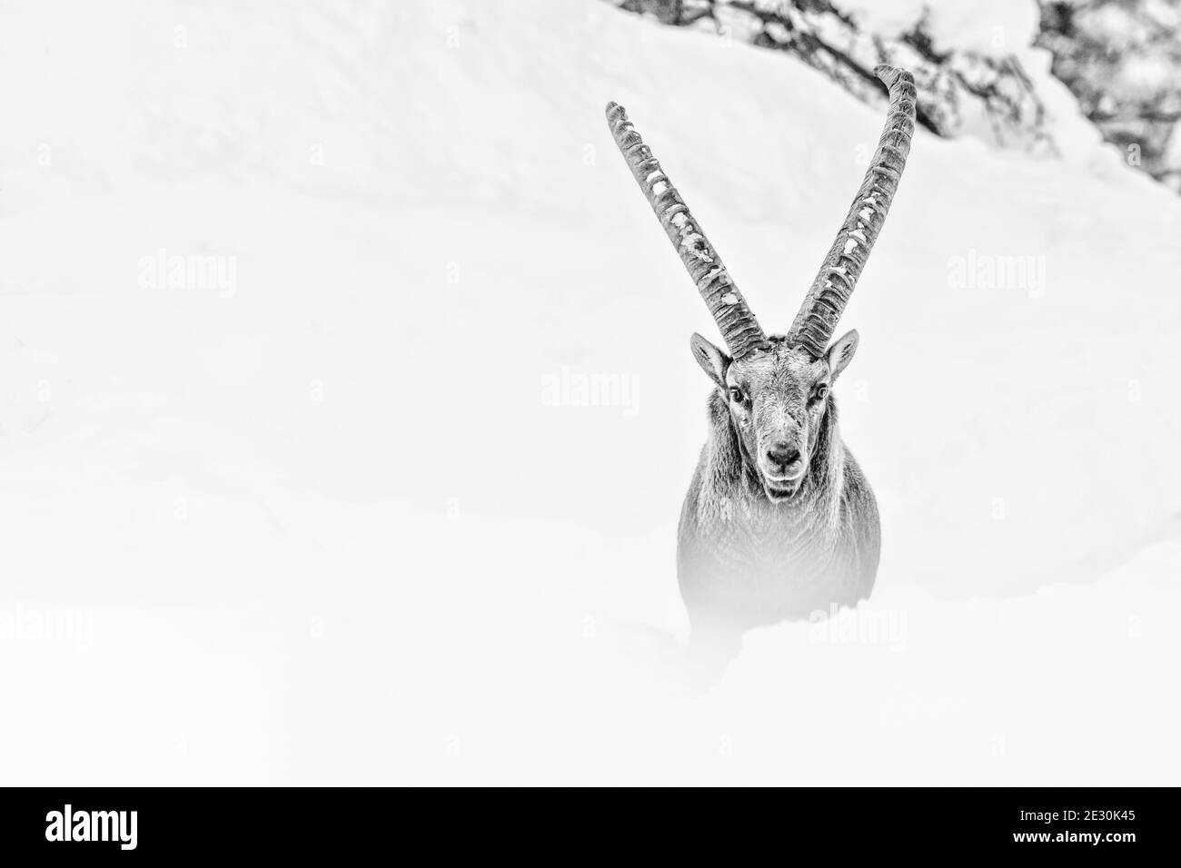 Alpine ibex mâle dans la neige (Capra ibex) Banque D'Images