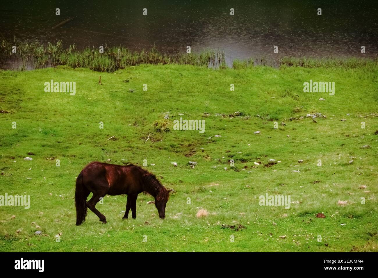 cheval brun simple sur un pré vert près d'un lac dans les montagnes Banque D'Images