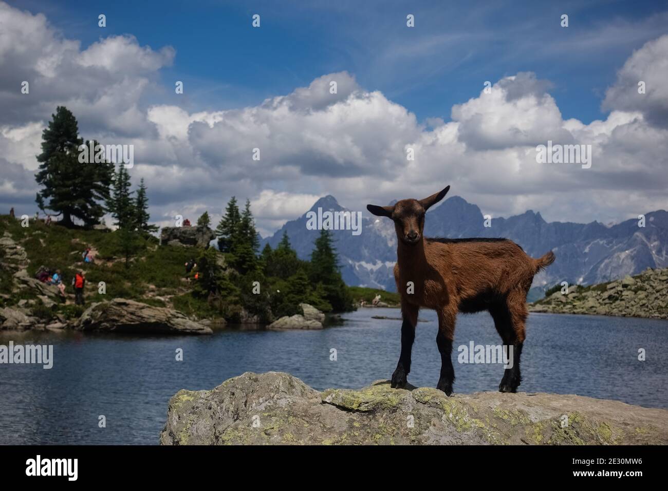 la chèvre de montagne se dresse sur un rocher d'un lac de montagne et regarde l'appareil photo pendant la randonnée Banque D'Images