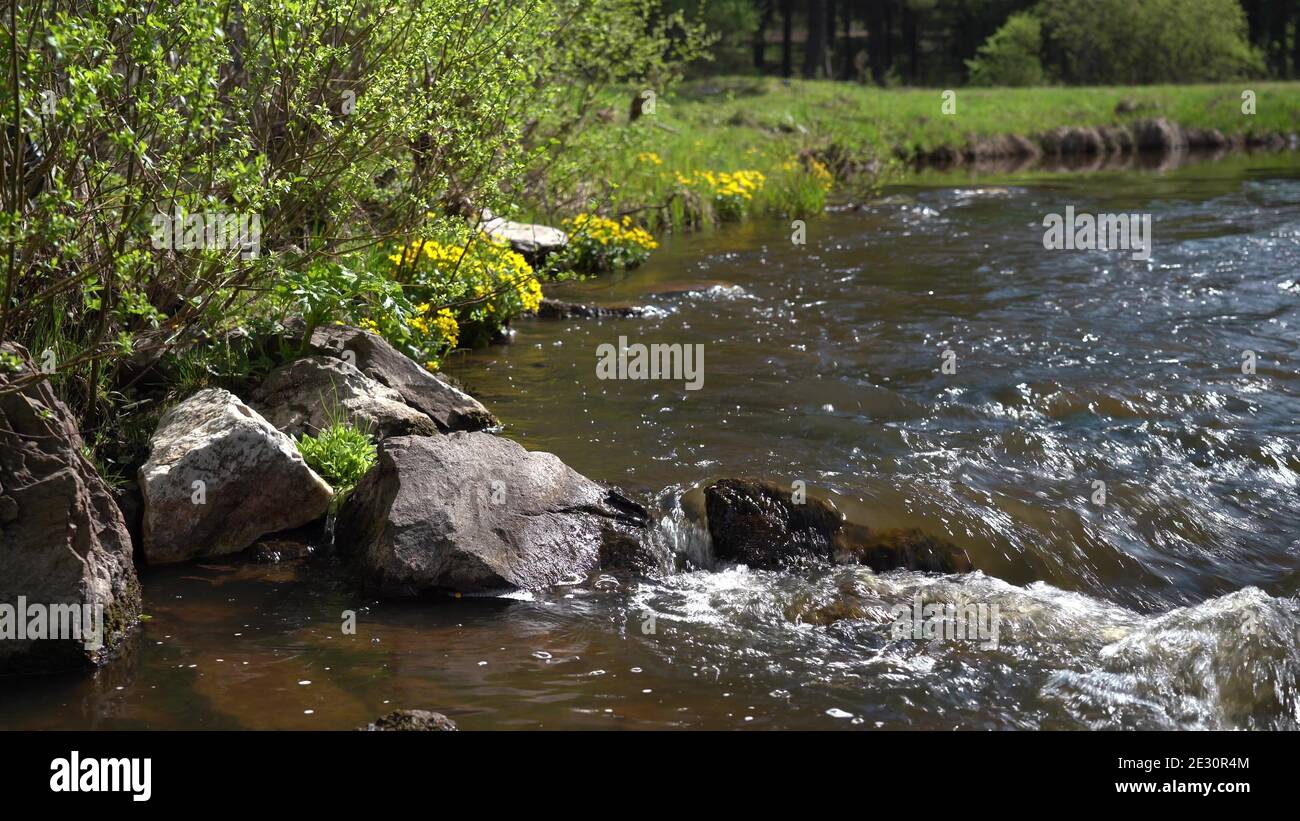 Rive de la rivière dans la forêt par une belle journée d'été. Un jet d'eau pure éclabousse les pierres Banque D'Images