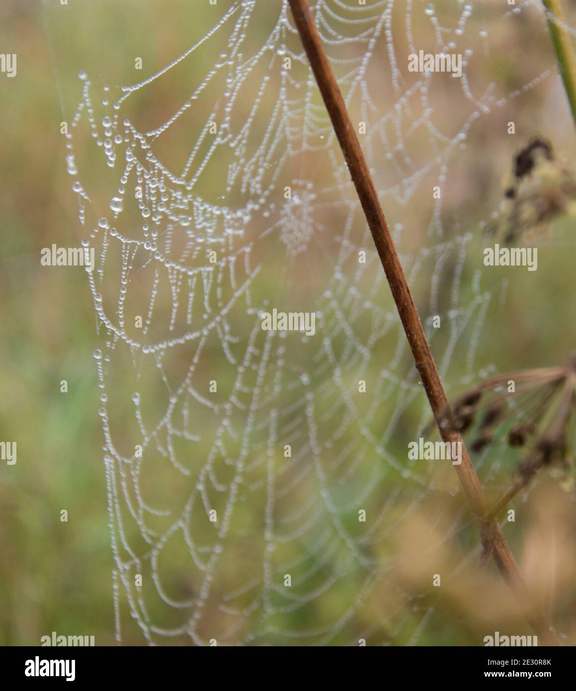 Toile d'araignée en début de matinée couverte de brouillard avec petites gouttelettes d'eau Banque D'Images