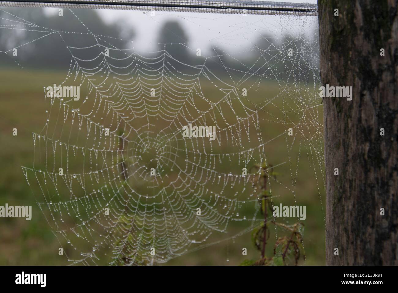 Toile d'araignée en début de matinée couverte de brouillard avec petites gouttelettes d'eau Banque D'Images