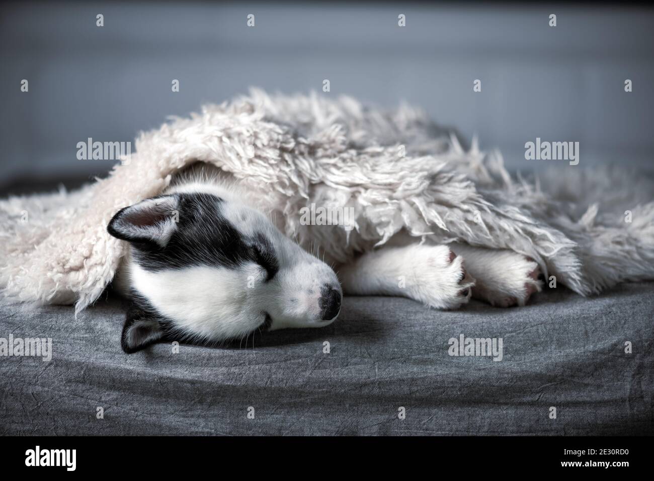 Un petit chien blanc chiot race husky sibérien avec de beaux yeux bleus repose sur le tapis gris. Photographie de chiens et d'animaux de compagnie Banque D'Images