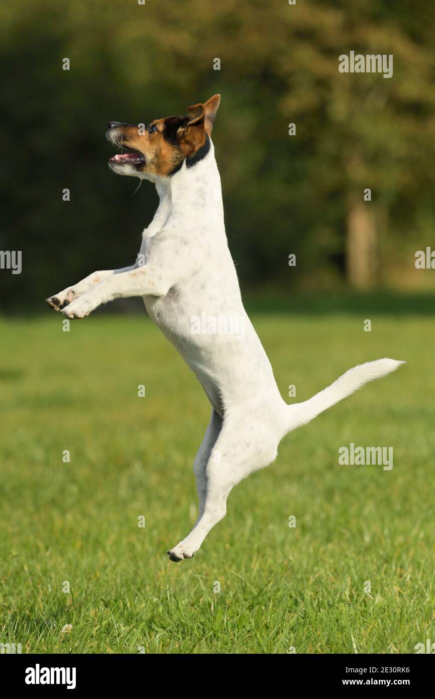 Jack Russell chien terrier sautant Banque D'Images