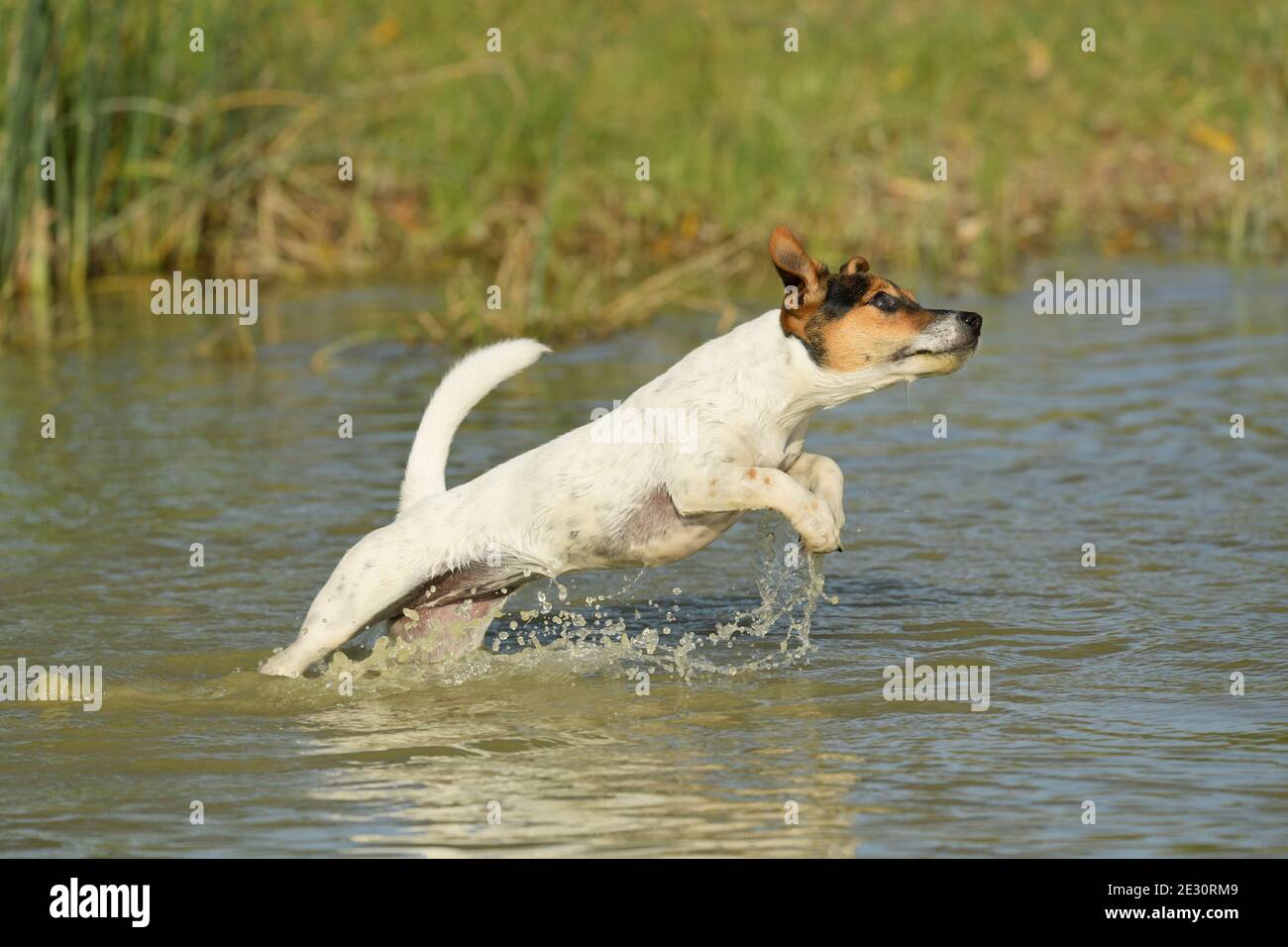 Jack Russell chien terrier dans l'eau Banque D'Images