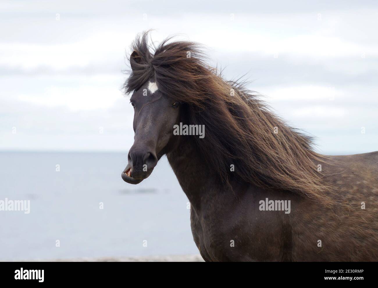 Portrait amusant d'un cheval islandais à bouche ouverte Banque D'Images