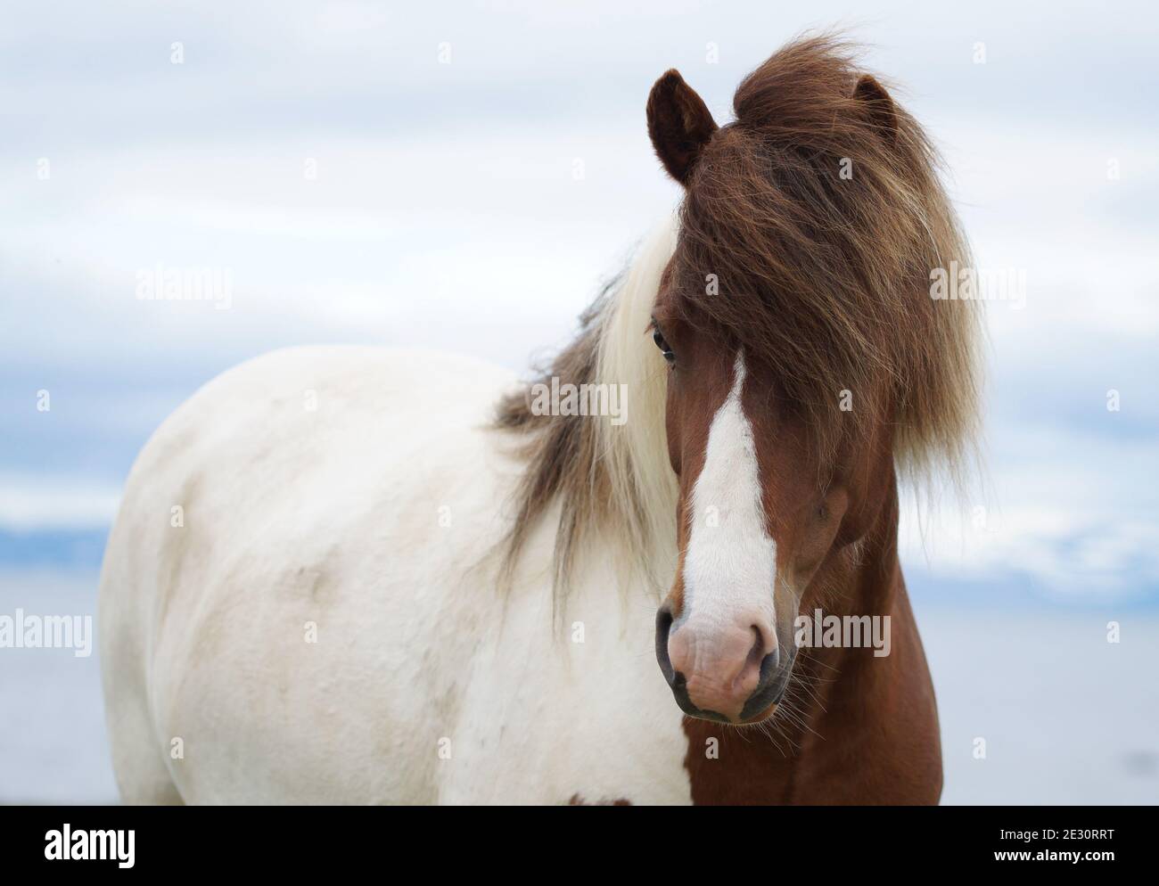 portrait d'un cheval islandais à pied avec un arrière-plan bleu flou Banque D'Images