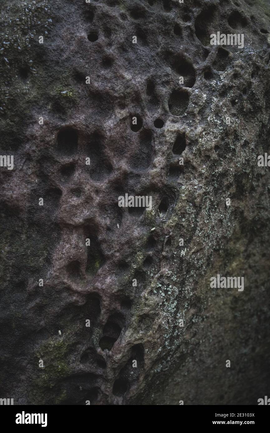 Lichen et petites poches sur un rocher de pierre de sable dans la forêt de Fontainebleau, France. Banque D'Images