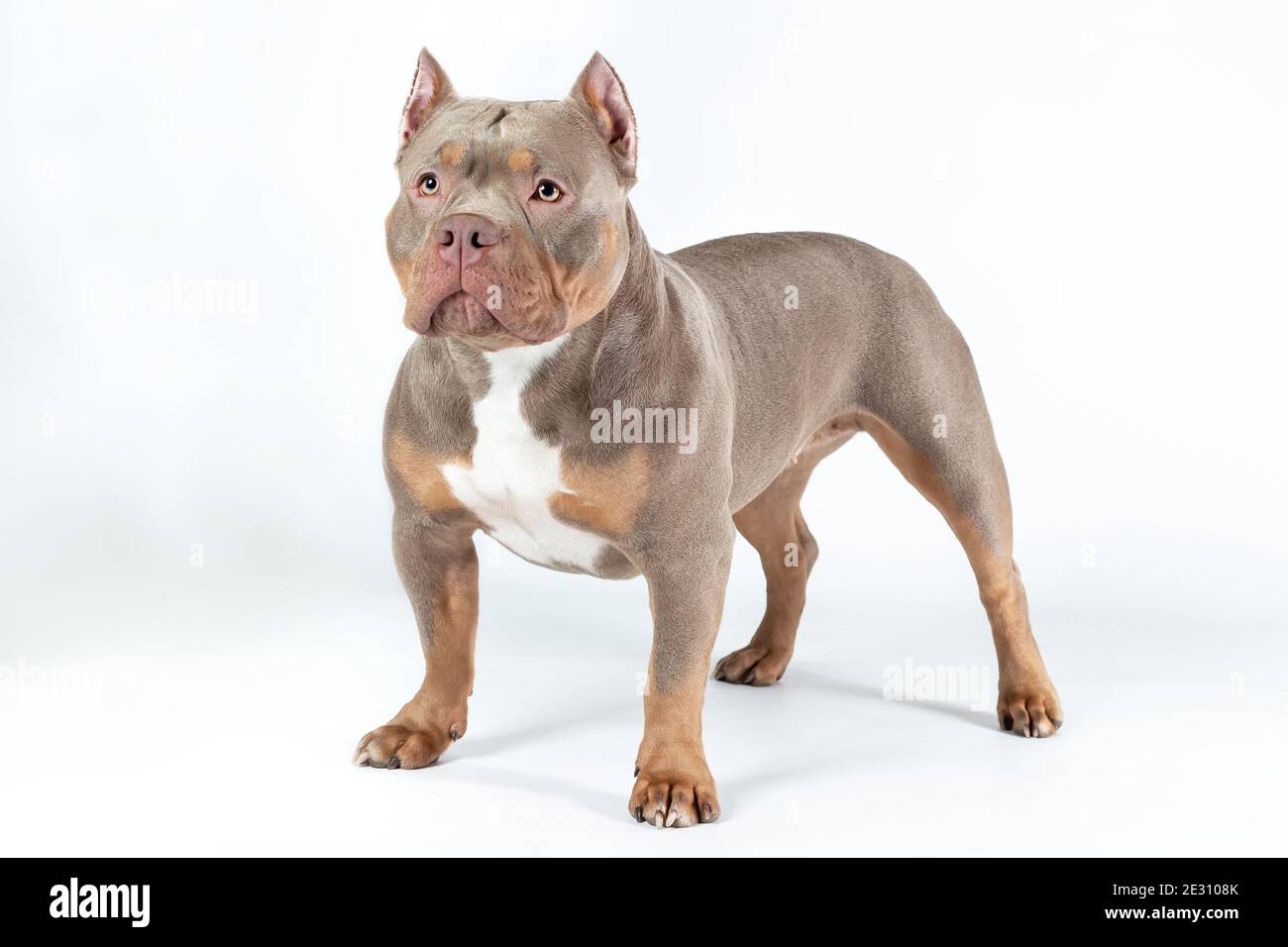 Chien femelle de race américaine de boulette de lilas tricolore debout sur fond blanc avec un visage sérieux Banque D'Images