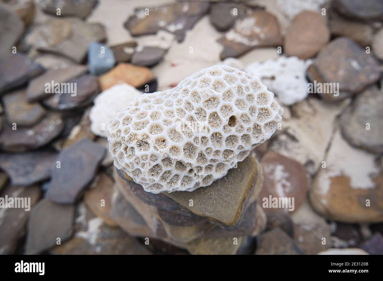 corail blanc sur une plage et une tour en pierre Banque D'Images