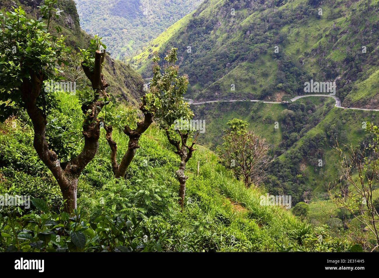 Herbe verte luxuriante dans les montagnes. Route de montagne courbée de l'autre côté. Paysage de couleurs printanières fraîches. Ella, Sri Lanka Banque D'Images