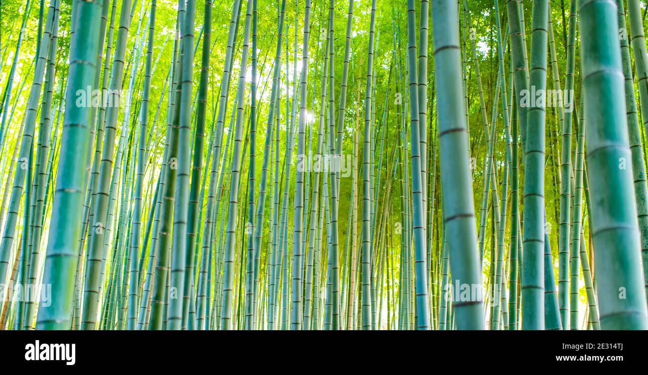 (Mise au point sélective) vue imprenable sur une forêt de bambou défocuée pendant une journée ensoleillée. Arashiyama Bamboo Grove, Kyoto, Japon. Fond vert naturel. Banque D'Images
