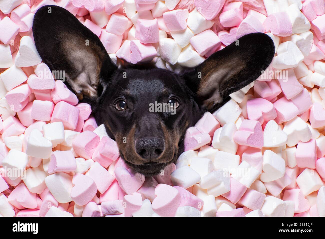 saucisse dachshund chien regardant et regardant à vous, tout en étant allongé sur le lit plein de guimauves comme arrière-plan, dans l'amour, rose dans la bouche Banque D'Images