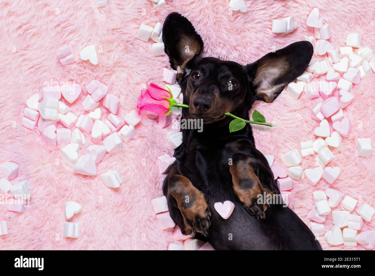 saucisse dachshund chien regardant et regardant à vous, tout en étant allongé sur le lit plein de guimauves comme arrière-plan, dans l'amour, rose dans la bouche Banque D'Images