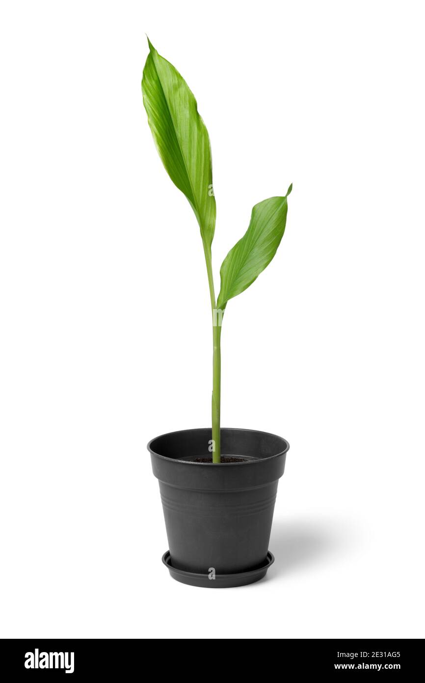 Plante curcuma verte fraîche, isolée sur fond blanc Banque D'Images