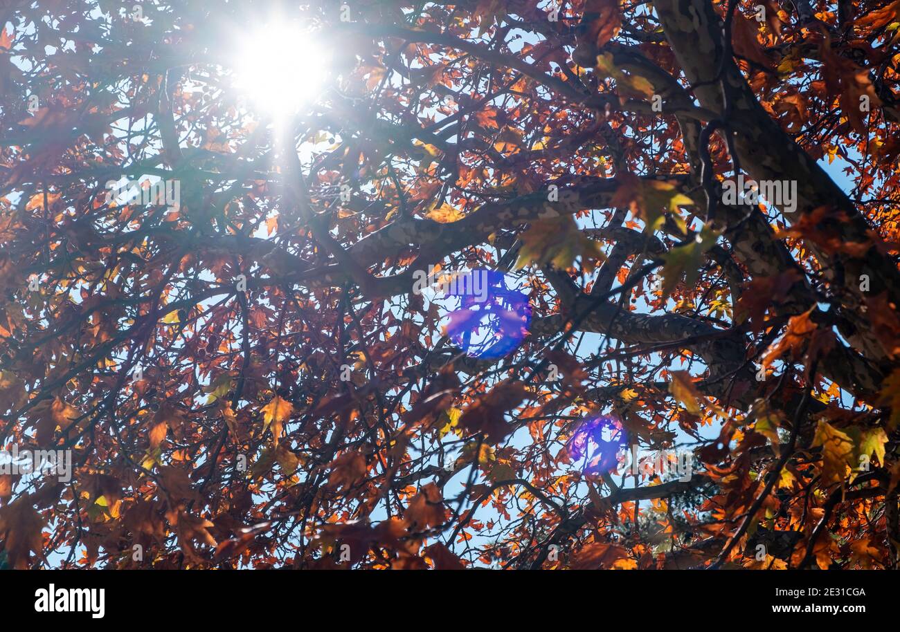 Un arbre d'avion avec des feuilles sèches marron et orange un jour d'automne. Poutres de soleil à travers le feuillage riche de platanus pour le fond, la texture. Vue en grand angle des branches Banque D'Images