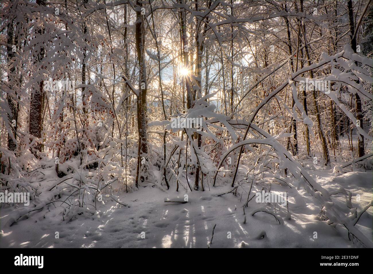 DE - BAVIÈRE: Scène d'hiver dans les bois de Pfannenholz près de Bad Toelz Banque D'Images