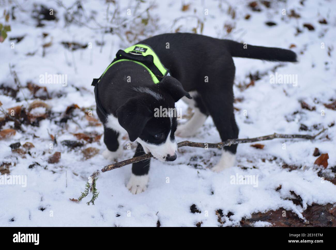 le chiot connaît l'hiver Banque D'Images