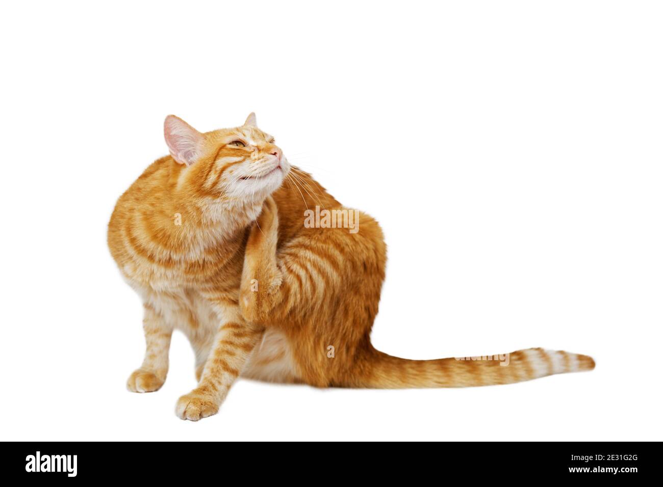 Le chat au gingembre se raye avec sa patte arrière. Isolé sur blanc. Mise au point peu profonde. Banque D'Images