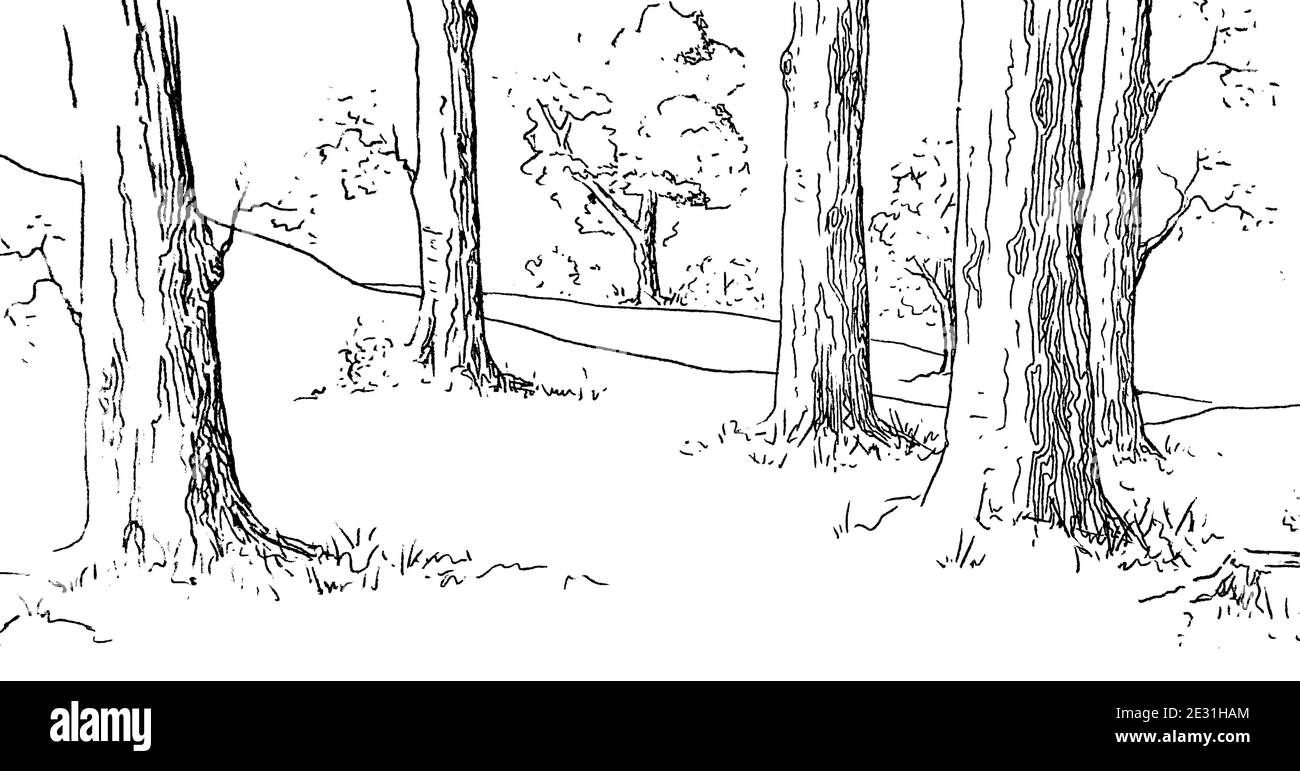 Dessin d'art en ligne d'une forêt dans un style simple. Illustration de Vecteur