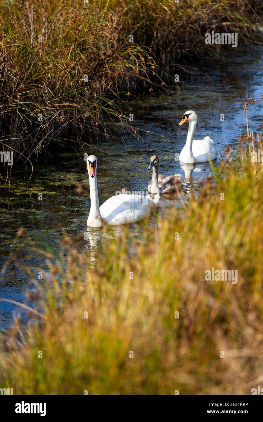 Une famille de cygnes dans la réserve naturelle nationale de Swale, sur l'île de Shepey, dans le Kent, en Angleterre Banque D'Images