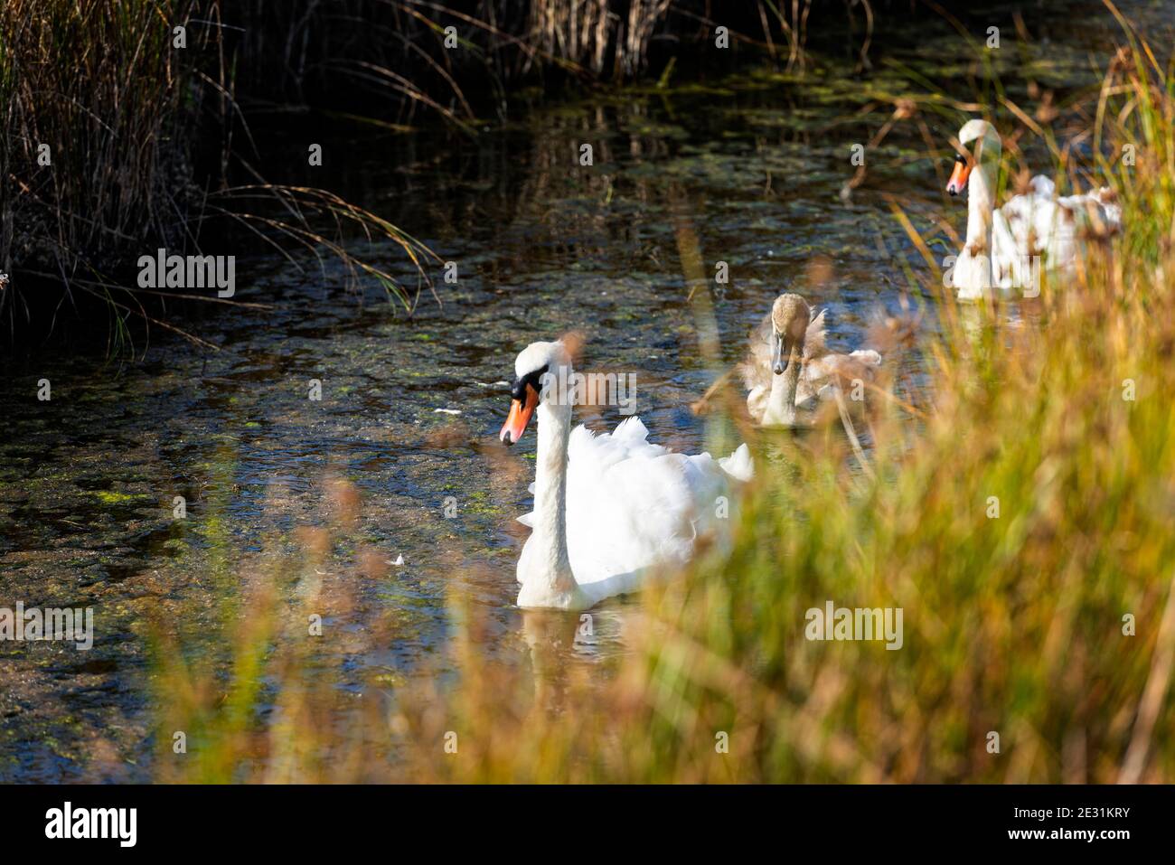 Une famille de cygnes dans la réserve naturelle nationale de Swale, sur l'île de Shepey, dans le Kent, en Angleterre Banque D'Images